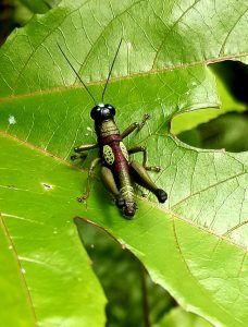 Remote ayahuasca centers Peru