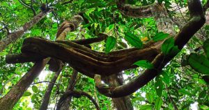 best Ayahuasca ceremonies