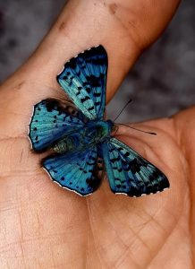 blue butterfly