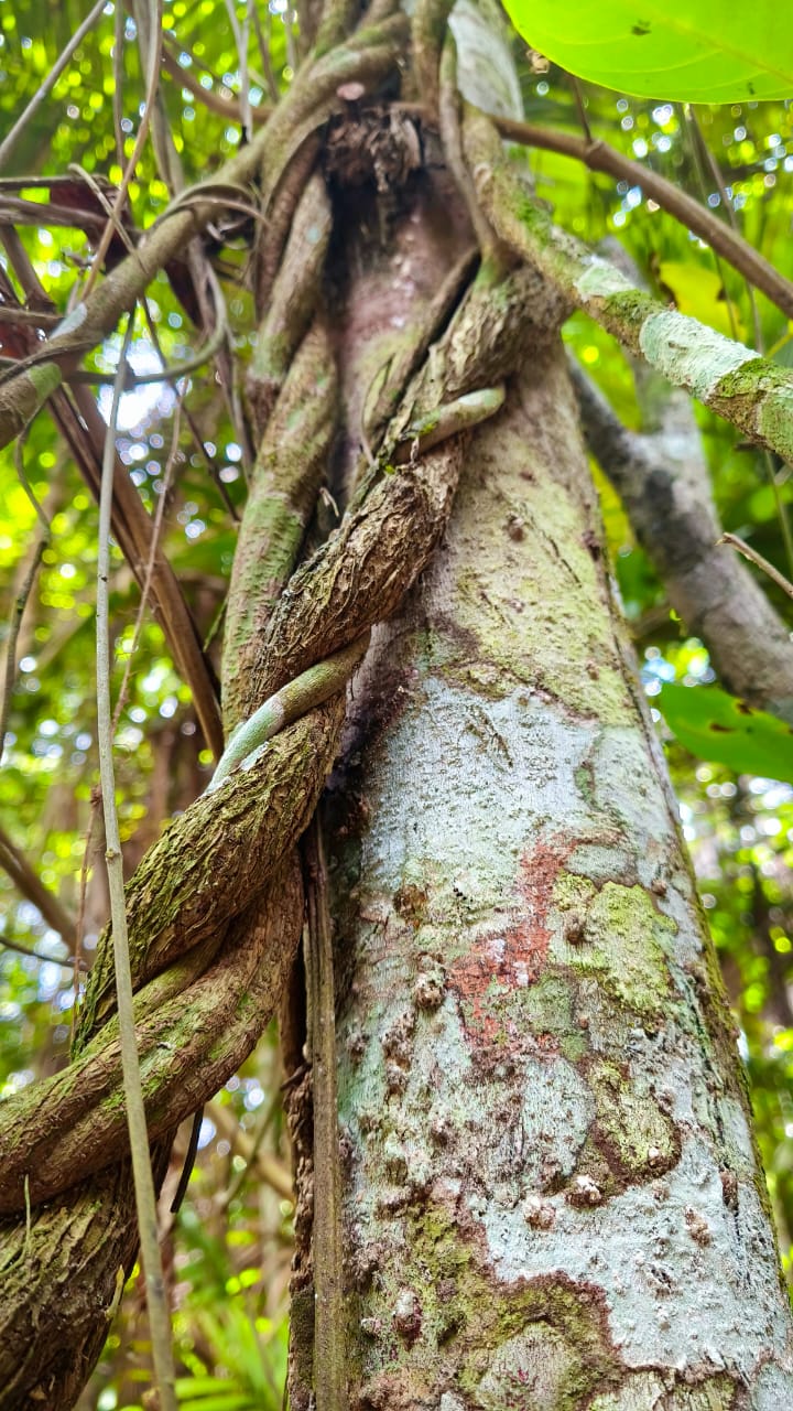Wild-ayahuasca-vine-naturalia-retreat-peru